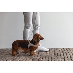 Designed by Lotte Pettorina per Cani Velura, Grigio - S