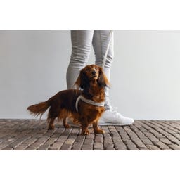 Designed by Lotte Pettorina per Cani Velura, Grigio - S