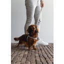 Designed by Lotte Pettorina per Cani Velura, Grigio - S