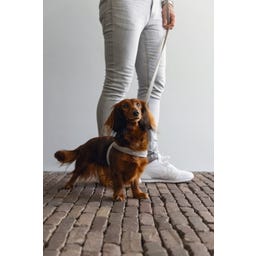 Designed by Lotte Pettorina per Cani Velura, Grigio - S