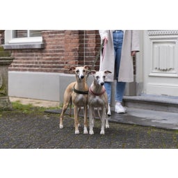 Designed by Lotte Pettorina per Cani Velura, Verde - M