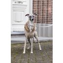 Designed by Lotte Hundemantel Philos Beige - XL - 36 cm