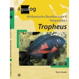 Afrikanische Buntbarsche 2. Tanganjika 1. Tropheus