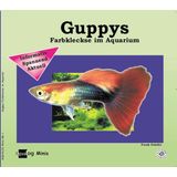 Animalbook Gupiji, barvni madeži v akvariju
