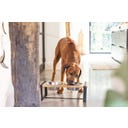 Designed by Lotte Holz Hunde Dinnerset Karinto - 56x28