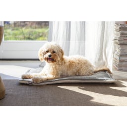 Designed by Lotte Kooikussen - Gisel Grijs - 62x44x4 cm