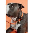 Kentucky Dogwear Pasja ovratnica Plaited Nylon, orange - S (42 cm)