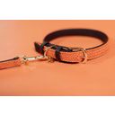 Kentucky Dogwear Pasja ovratnica Plaited Nylon, orange - S (42 cm)