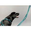 Kentucky Dogwear Pasja oprsnica Loop Velvet, emerald - S