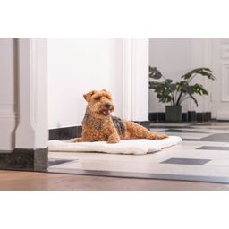 Designed by Lotte Cuscino per Cani Bench Kiss Ligra, Crema - 109x69x3 cm