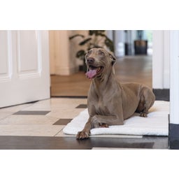 Designed by Lotte Hundekissen Bench Kiss Ligra Creme - 121x78x3 cm