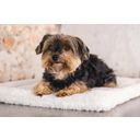 Designed by Lotte Hundekissen Bench Kiss Ligra Creme - 49x36x3 cm