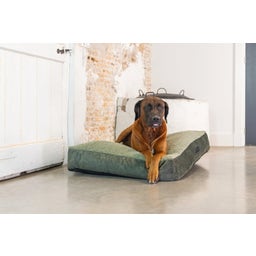 Designed by Lotte Cuscino per Cani Yndis - Verde