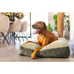 Designed by Lotte Cuscino per Cani Yndis - Verde