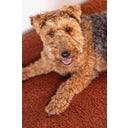 Designed by Lotte Cuscino per Cani Yndis - Terracotta