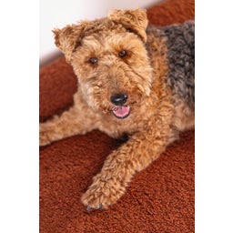 Designed by Lotte Cuscino per Cani Yndis - Terracotta