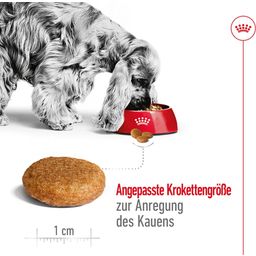 Royal Canin Medium Adult - 15 kg