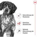 Royal Canin Medium Adult 7+ - 15 kg