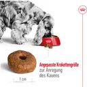 Royal Canin Medium Ageing 10+ - 3 kg