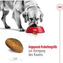 Royal Canin Pasja hrana Maxi Adult - 15 kg