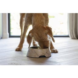 Designed by Lotte Melamínová miska pre mačky Meis Beige - 700 ml