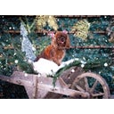 Croci Pettorina Rudolph - XS