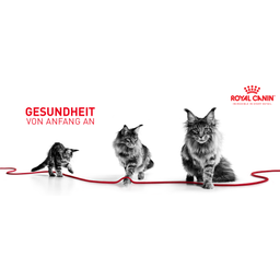 Royal Canin Kitten Nassfutter in Gelee 12x85 g