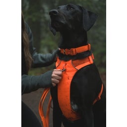 Ruffwear Collare Front Range™ - Blaze Orange - 28 - 36 cm