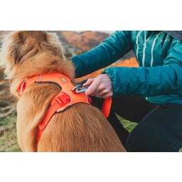 Ruffwear Pettorina Web Master™ - Blaze Orange - M