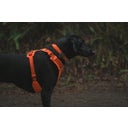 Ruffwear Web Master™ Geschirr Blaze Orange - M