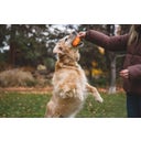 Ruffwear Gnawt-a-Cone™ Toy - Salamander Orange