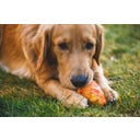 Ruffwear Gnawt-a-Cone™ Toy - Salamander Orange