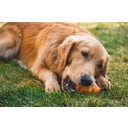 Ruffwear Gnawt-a-Cone™ Toy - Salamander Orange