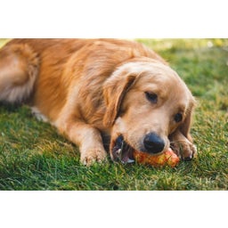 Ruffwear Gnawt-a-Cone™ Toy - Salamander Orange