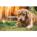 Ruffwear Gnawt-a-Cone™ Toy - Salamander Orange