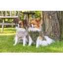 Designed by Lotte Hundemantel Victoria Beige - XS - 20 cm