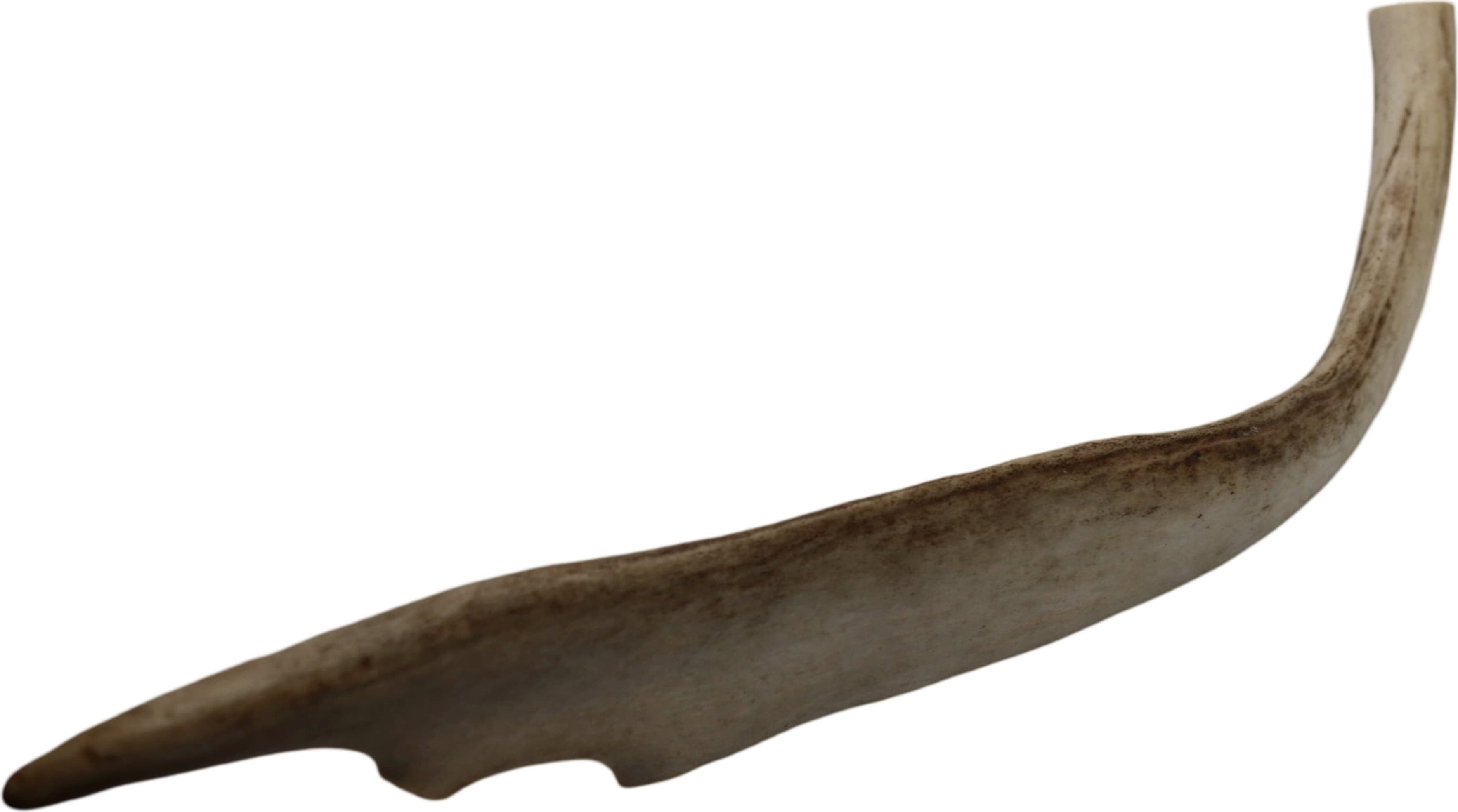 Jama Rentier Geweihstück halb - L (90-120g)