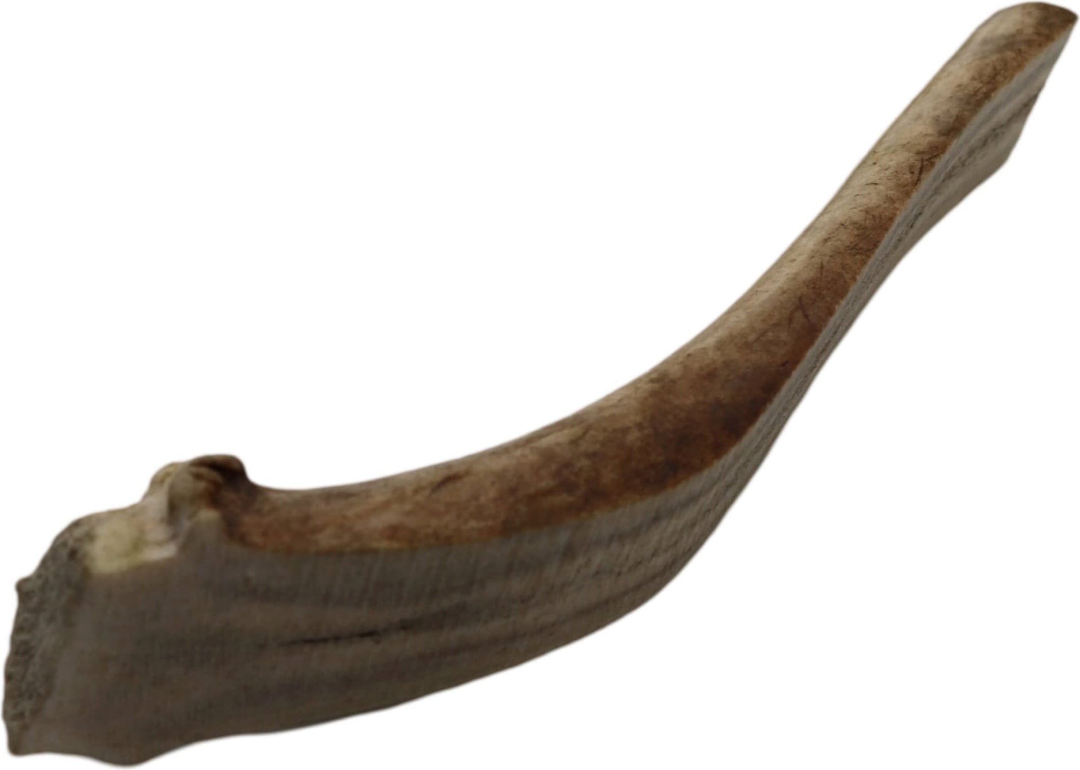 Jama Rentier Geweihstück halb - XL (120-150g)