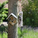 Esschert Design Pindakaas voor Vogels - 350 g