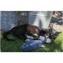 Robocat Vis - Goudvis