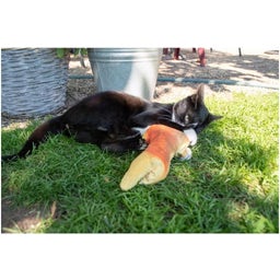 Robocat Vis - Goudvis