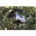 Robocat Gioco Elettronico per Gatti - Pesce - Carpa