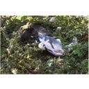 Robocat Fisch - Goldfisch