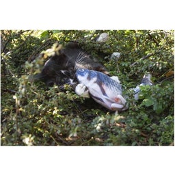 Robocat Fisch - Goldfisch