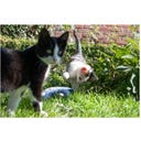 Robocat Riba - Zlata ribica