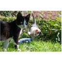 Robocat Fisch - Goldfisch