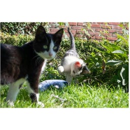Robocat Vis - Karper