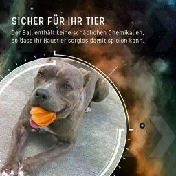 Dog Comets Swift Tuttle Orange - Ohne Seil