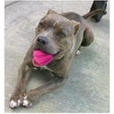 Dog Comets Halley Pink - bez lanka