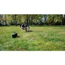 Dog Comets Star Chaser - 1 Stk